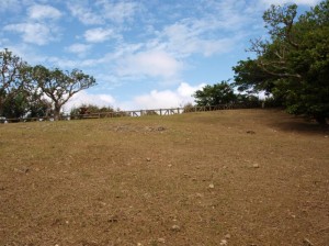 浦添城跡 見事に刈り込まれました。