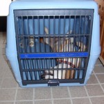 これでようやく眠れるワン!